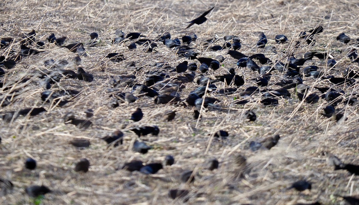 Rusty Blackbird - ML154388221