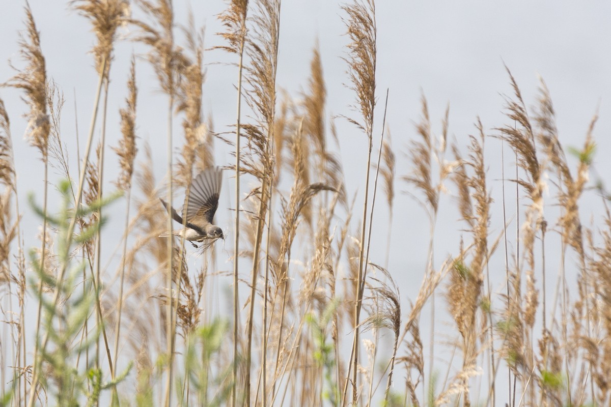 Greater Whitethroat - Jacob Poul Skoubo