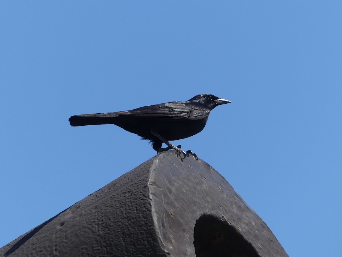 Cuban Blackbird - ML154388541