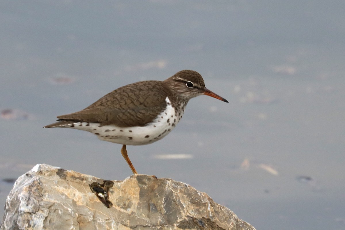 Spotted Sandpiper - Colin Sumrall