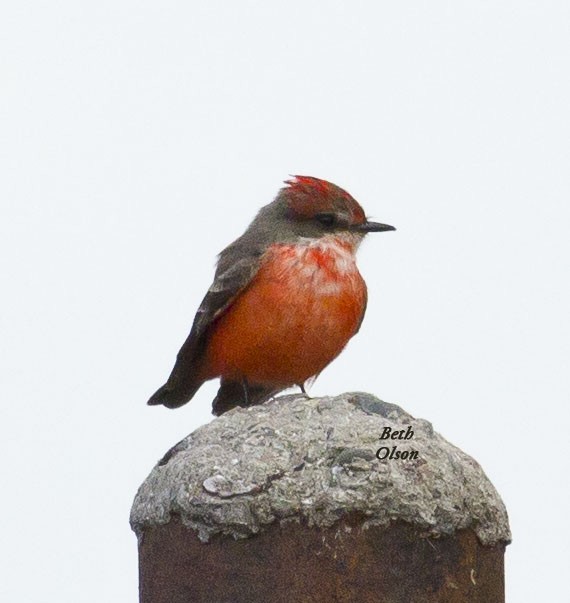 Mosquero Cardenal - ML154390031