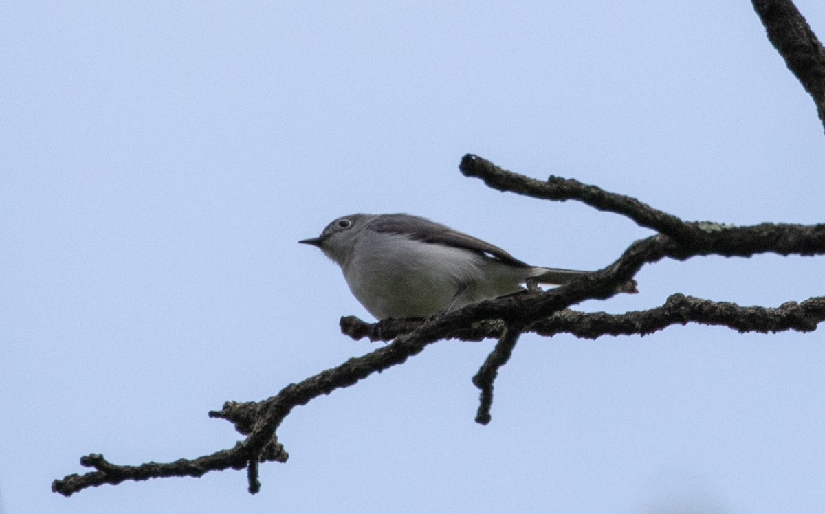 Blue-gray Gnatcatcher - ML154391871