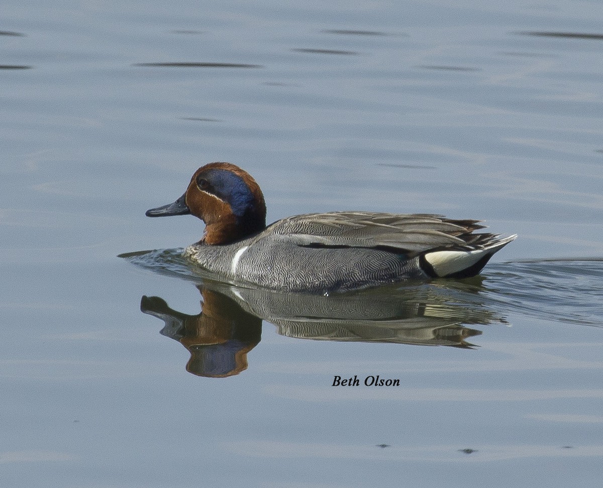 Green-winged Teal - ML154391961
