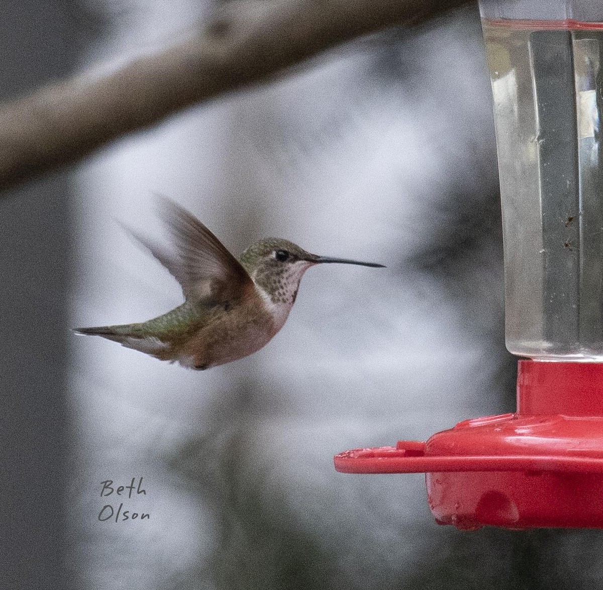 Colibrí Rufo - ML154394521