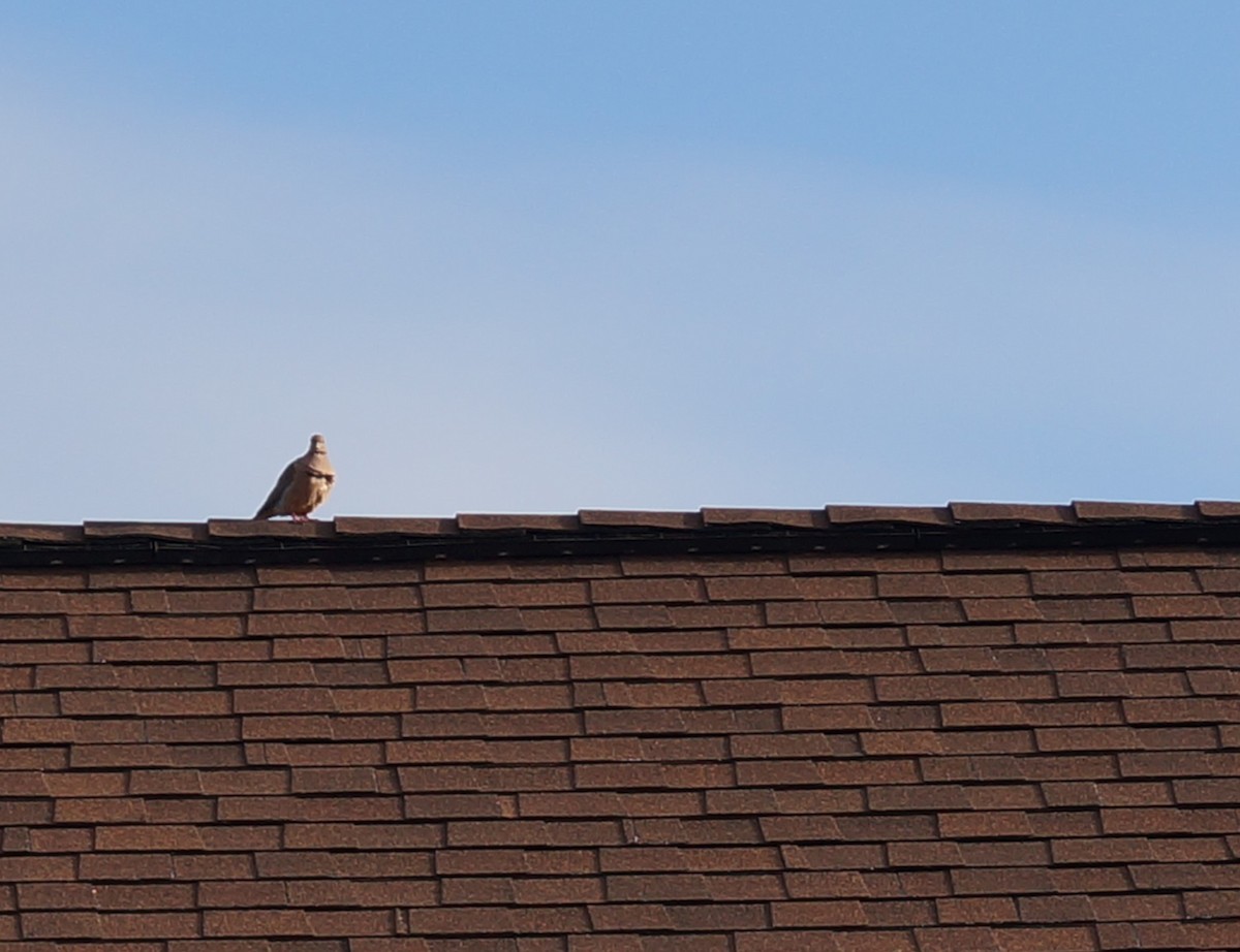 Mourning Dove - ML154395501