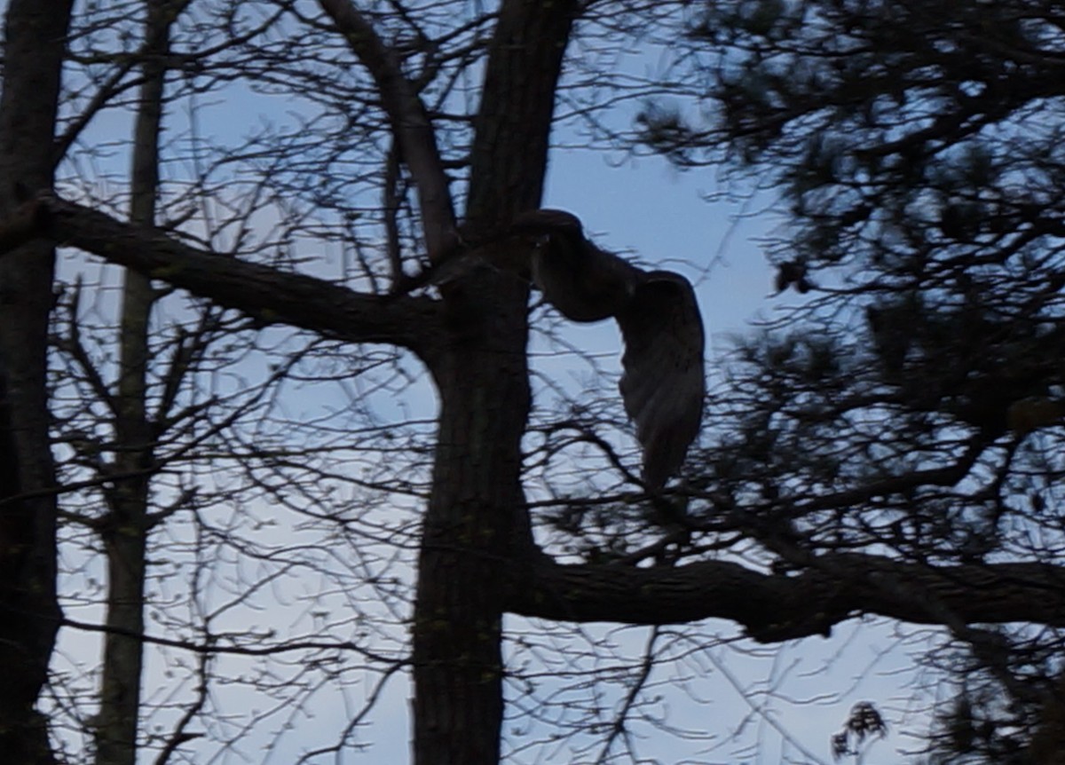 Red-tailed Hawk - Ethan Bryson