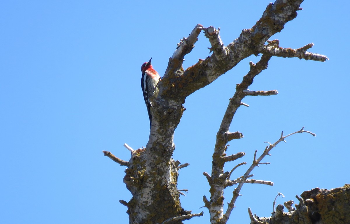 Red-breasted Sapsucker - Thomas Hinnebusch