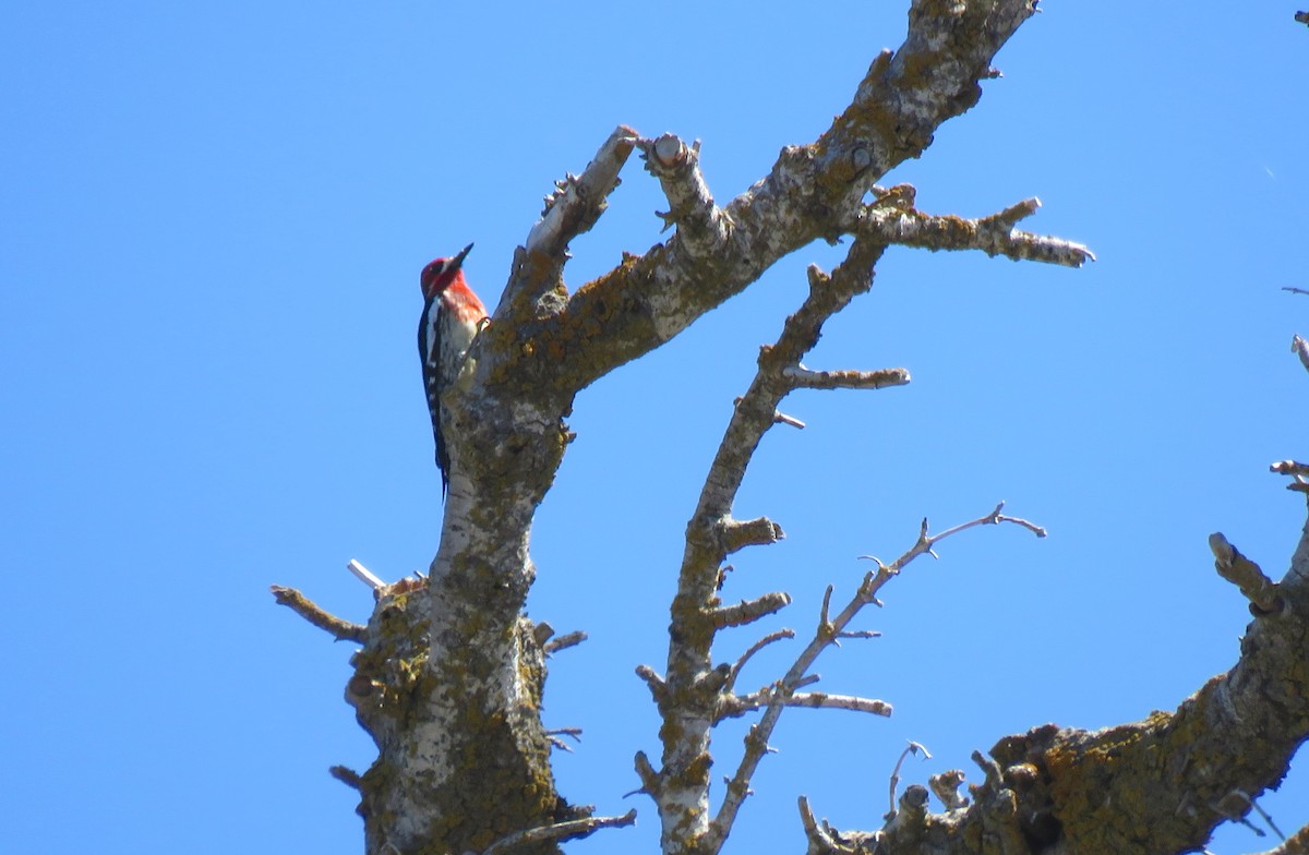 Red-breasted Sapsucker - ML154395881