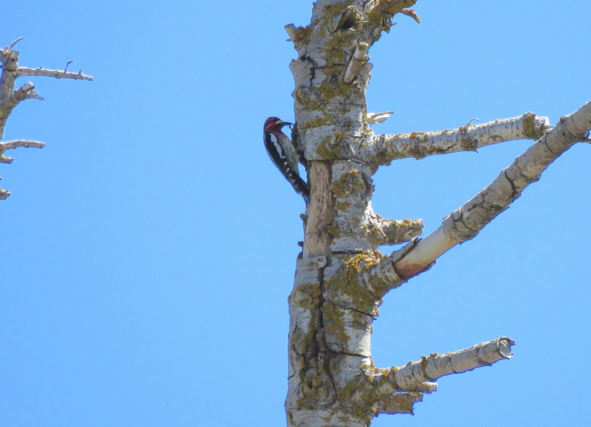 Red-breasted Sapsucker - ML154395911