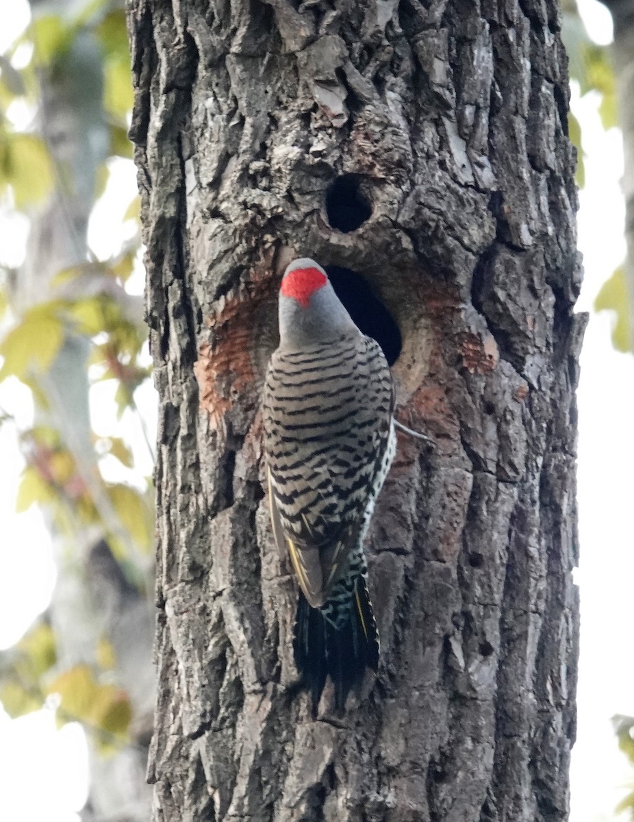 Northern Flicker (Yellow-shafted) - ML154396091