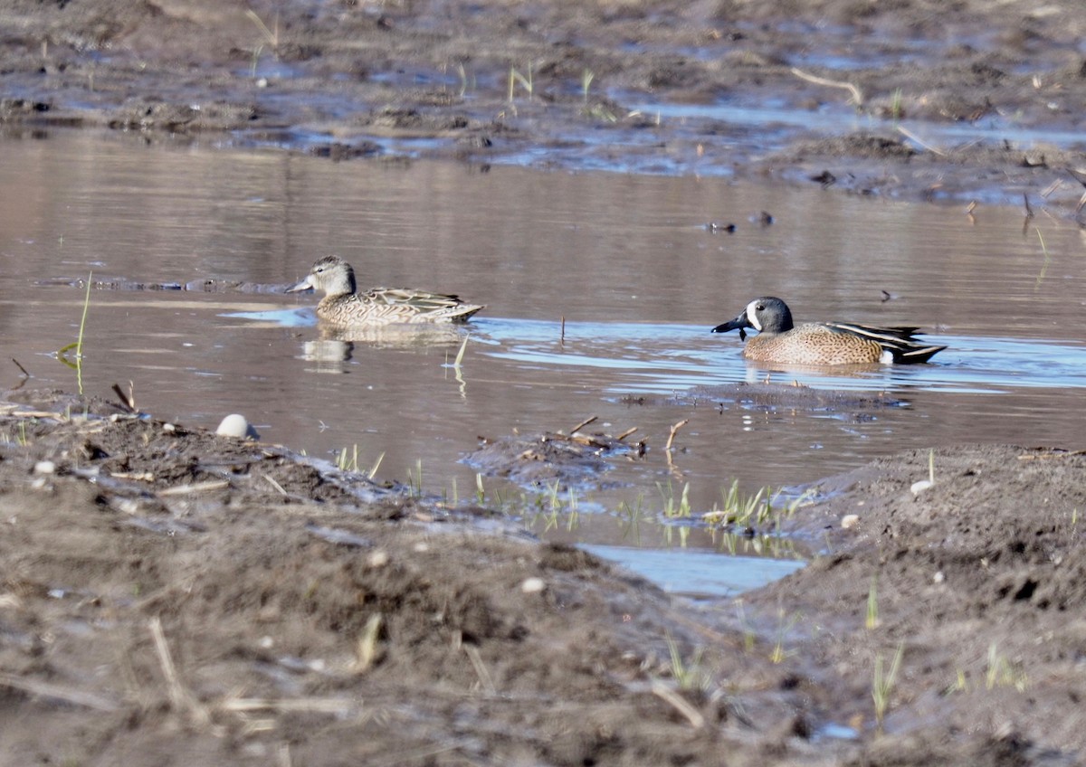 Blue-winged Teal - Bruce Gates