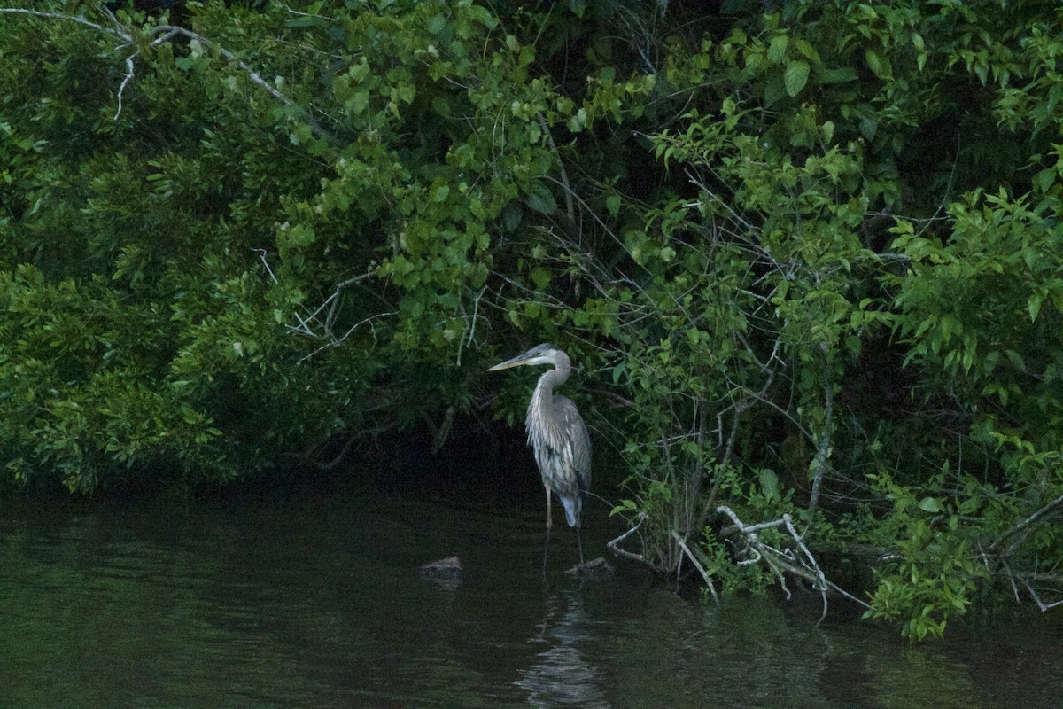 Great Blue Heron - ML154398601