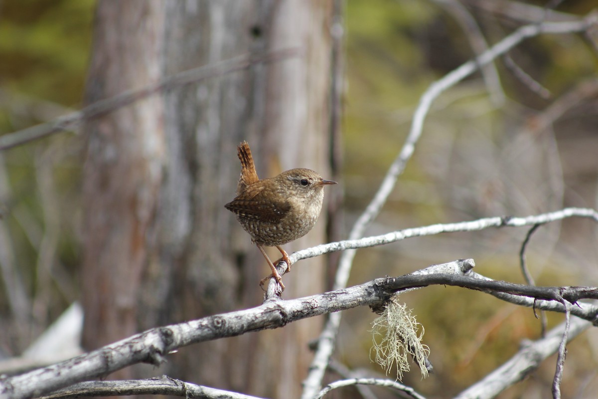 Winter Wren - ML154401081