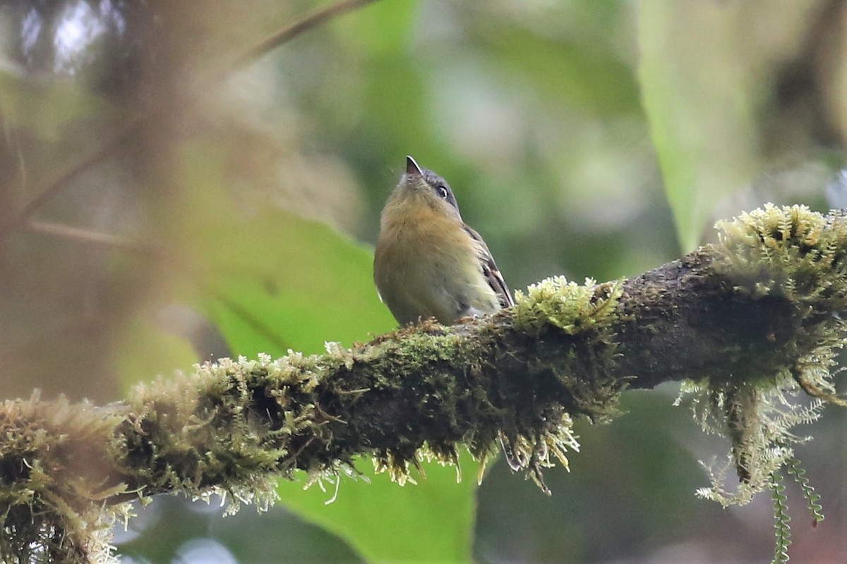 Handsome Flycatcher - ML154401891