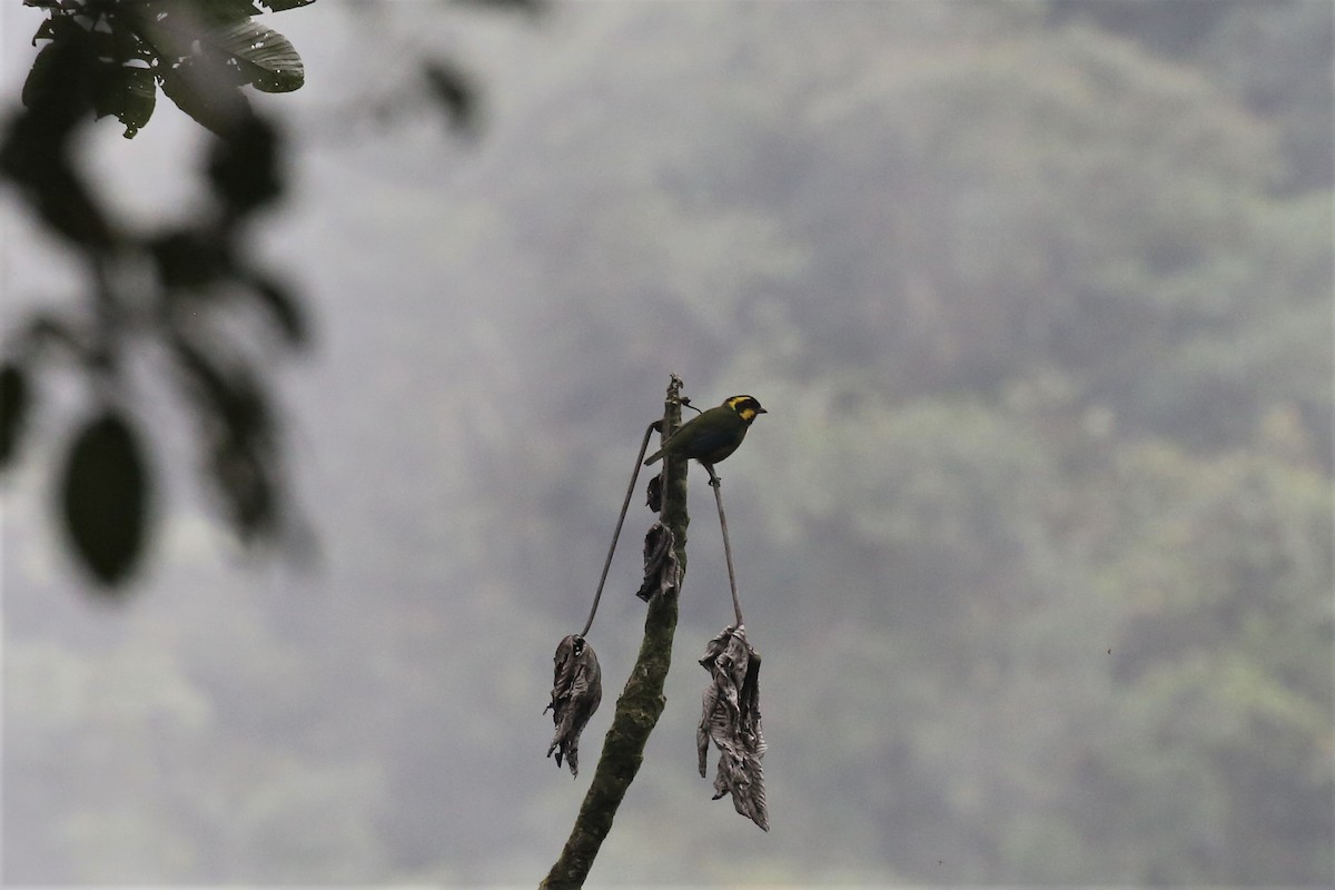 Gold-ringed Tanager - ML154401931