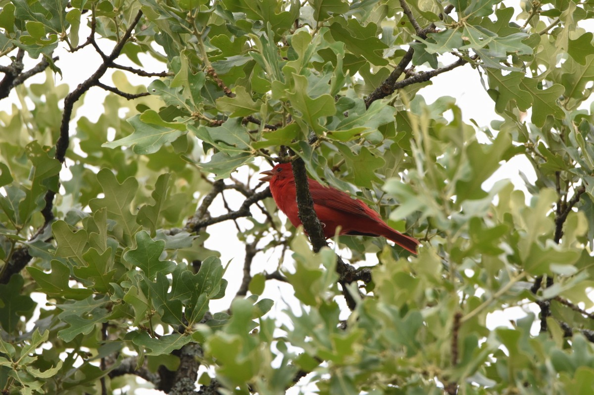 Summer Tanager - ML154402721