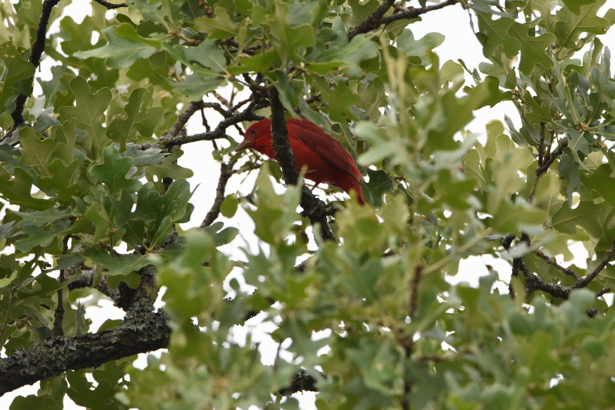 Summer Tanager - ML154402751