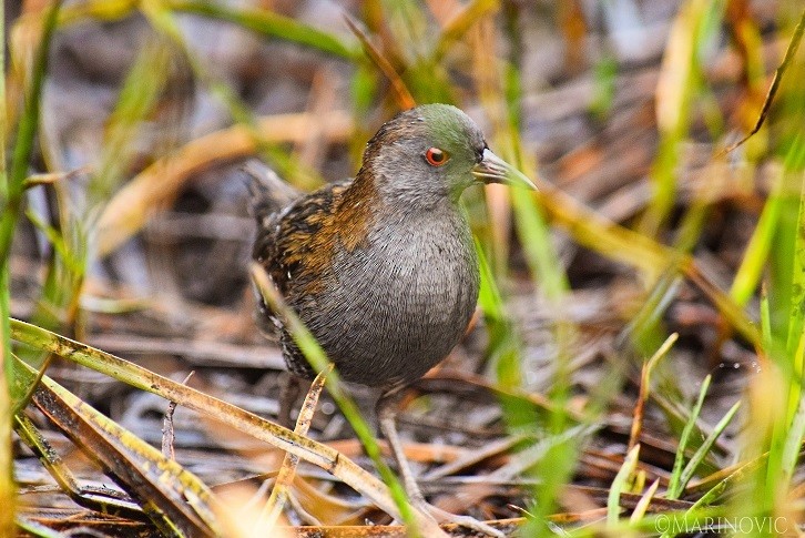 Dot-winged Crake - ML154404031