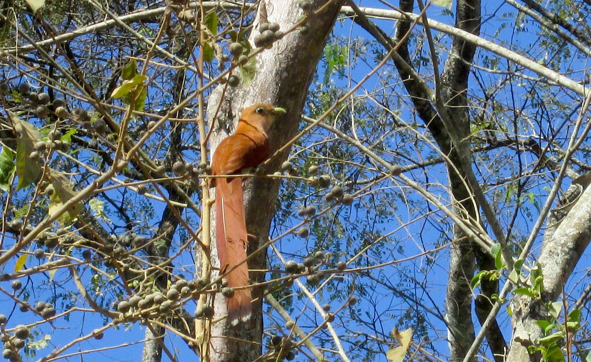 Squirrel Cuckoo - ML154405391