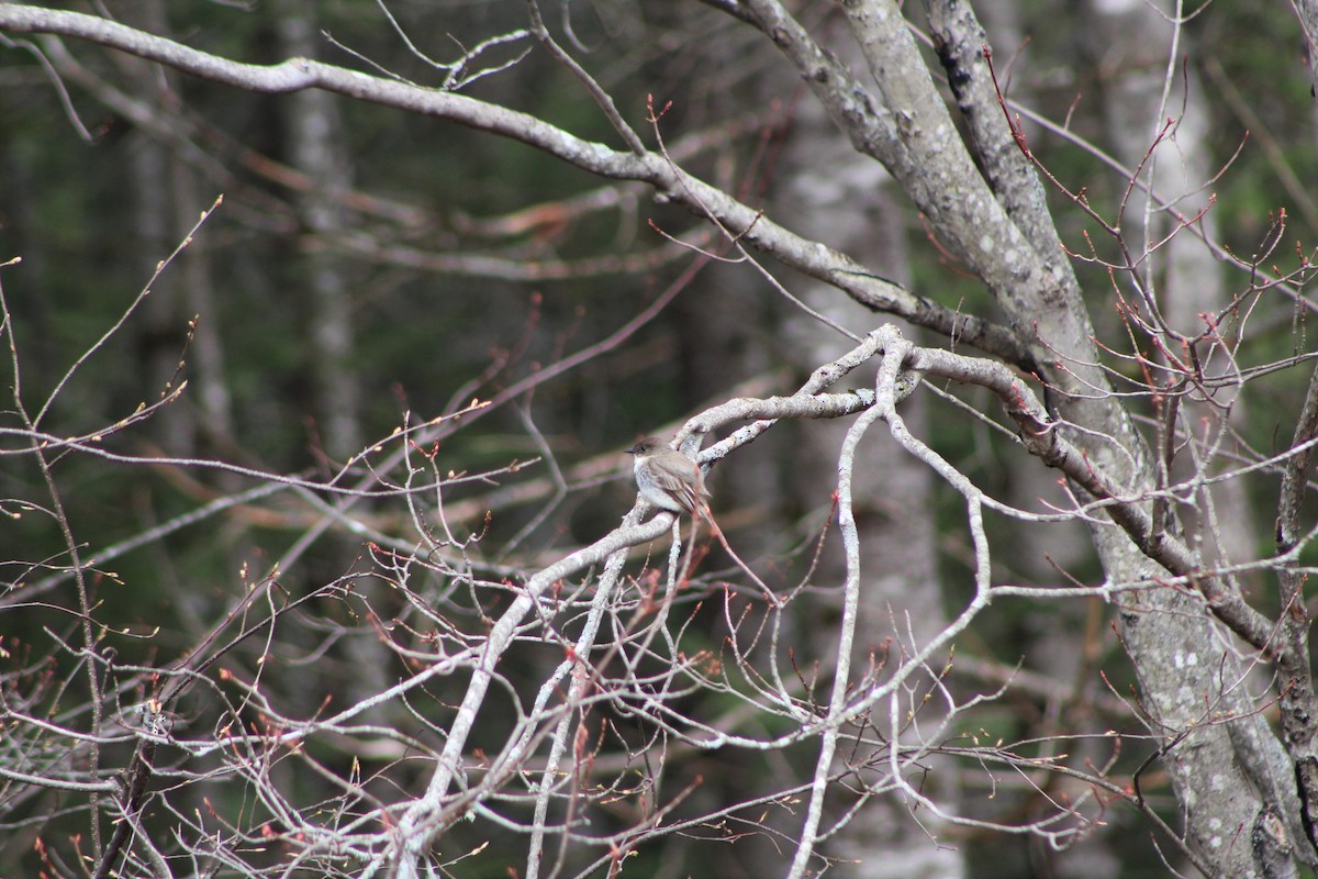 Eastern Phoebe - ML154406781