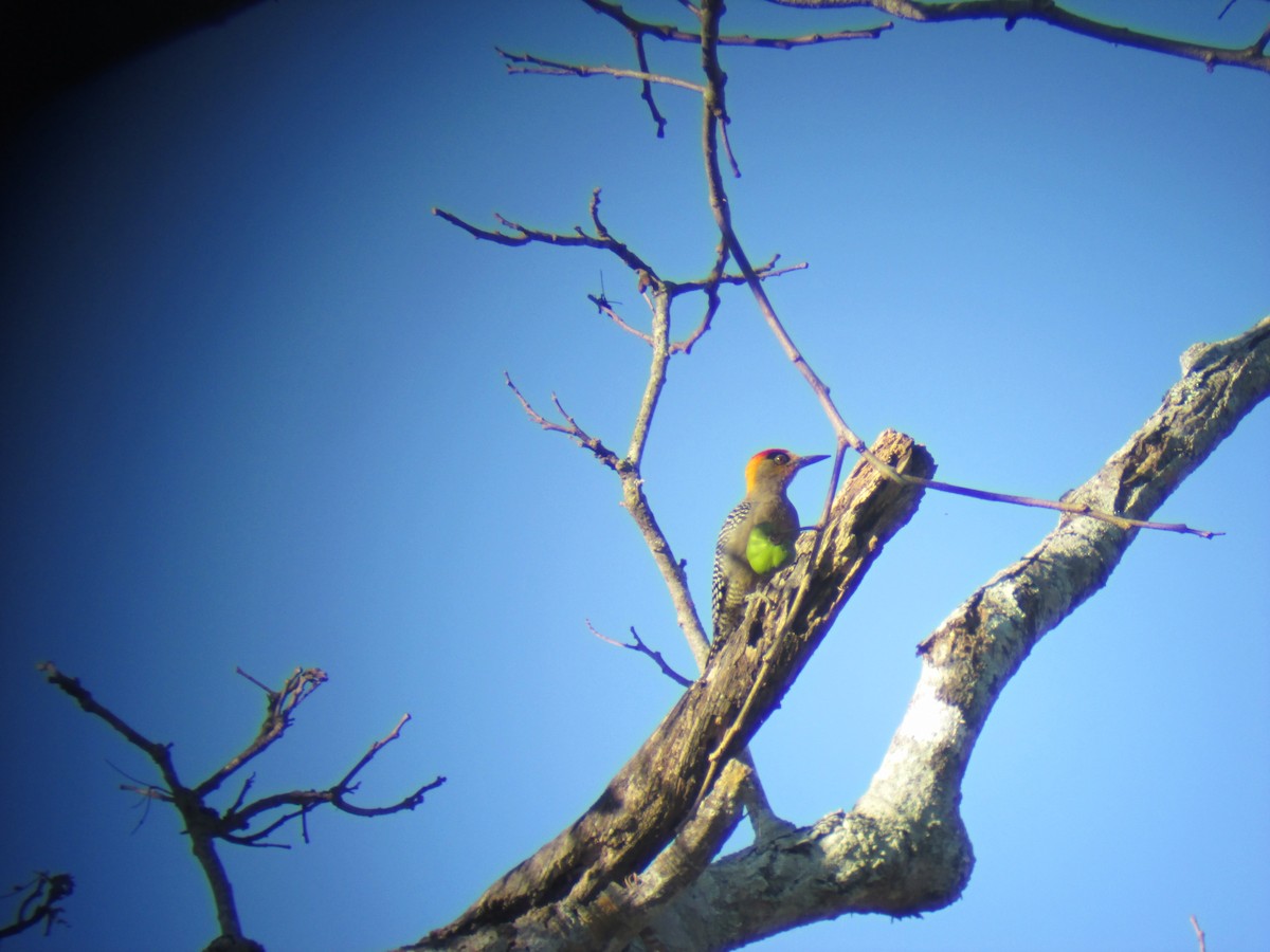 Golden-cheeked Woodpecker - ML154407061