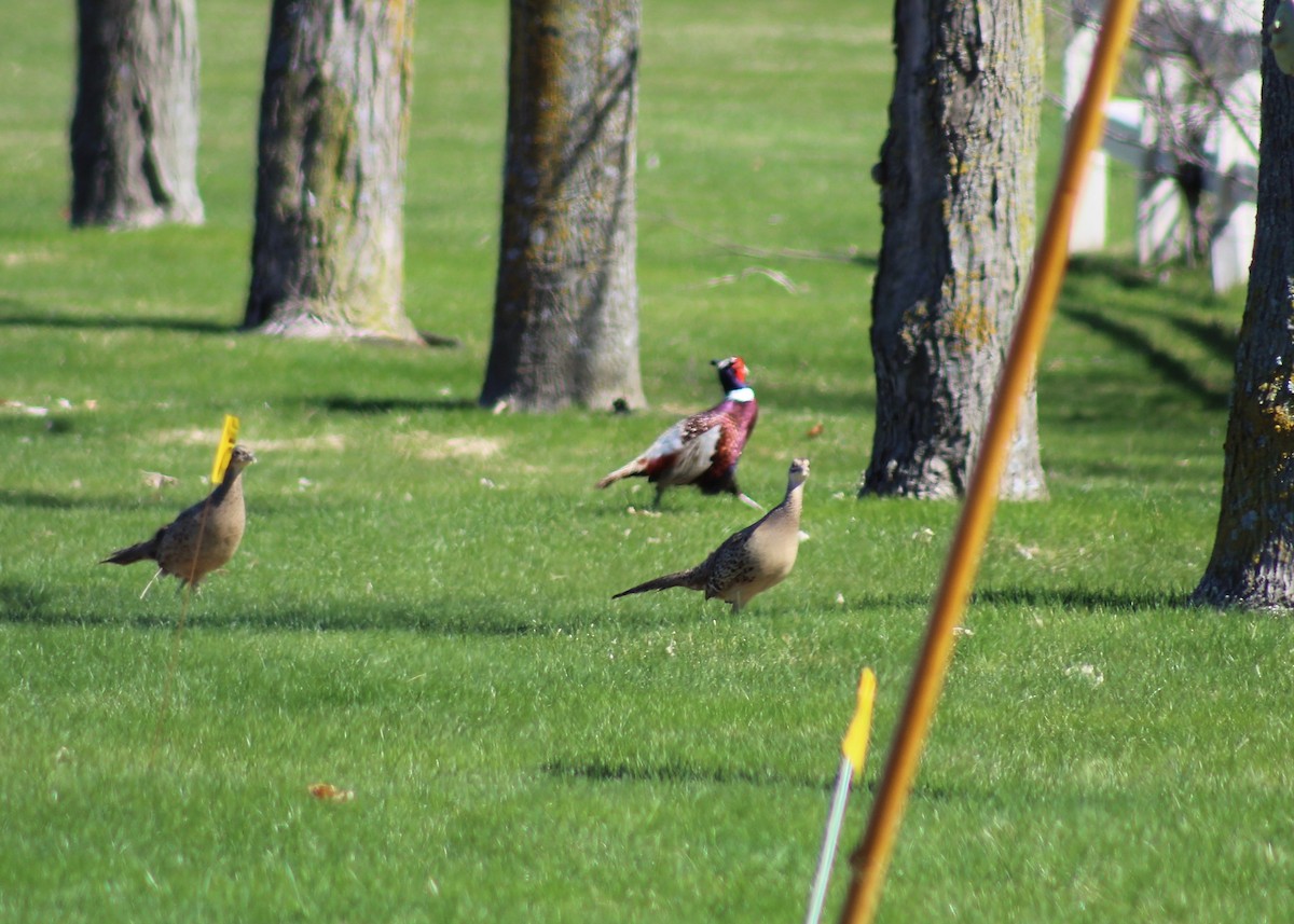 Ring-necked Pheasant - ML154407291