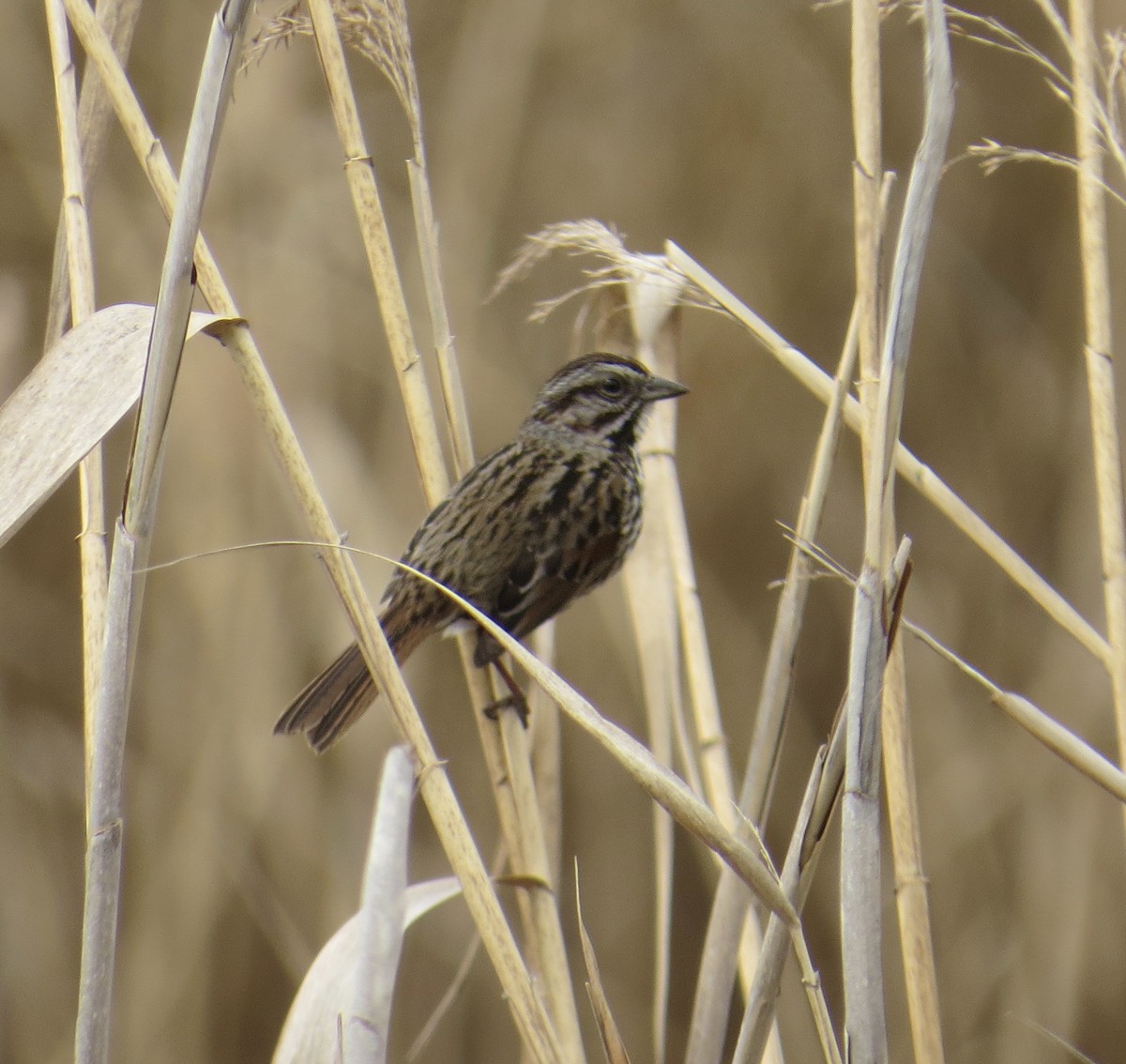 Song Sparrow - Howard Laidlaw