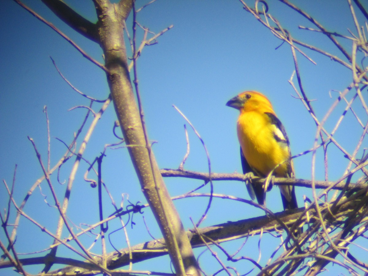 Yellow Grosbeak - Linda  LaBella