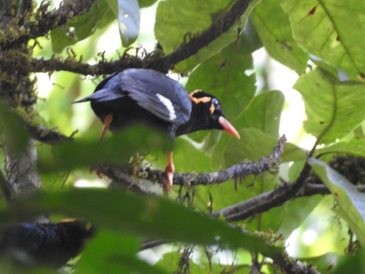 Southern Hill Myna - ML154411401