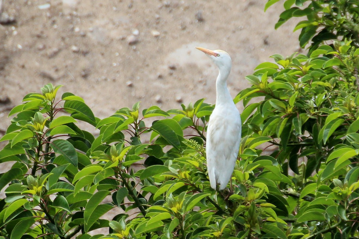 Western Cattle-Egret - ML154415571