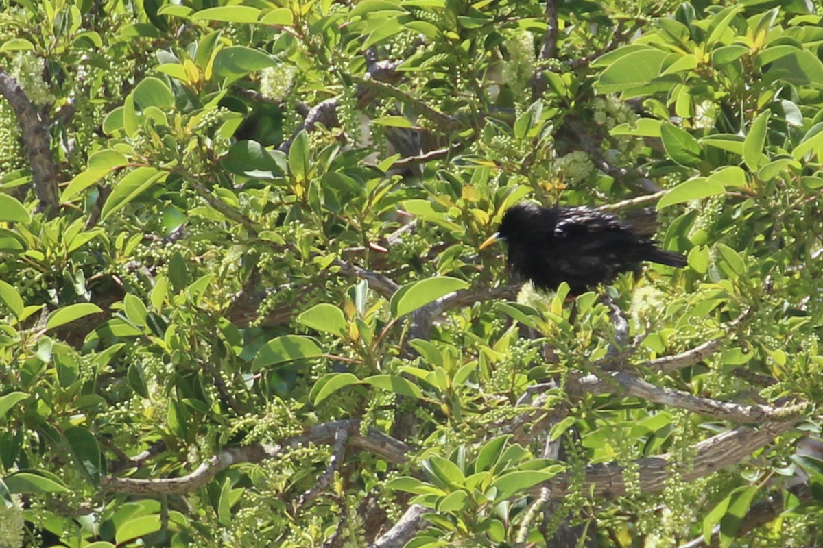 Spotless Starling - ML154415751