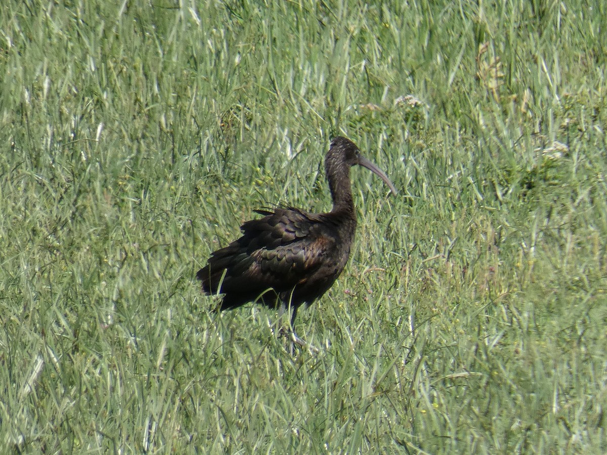 ibis hnědý - ML154416201