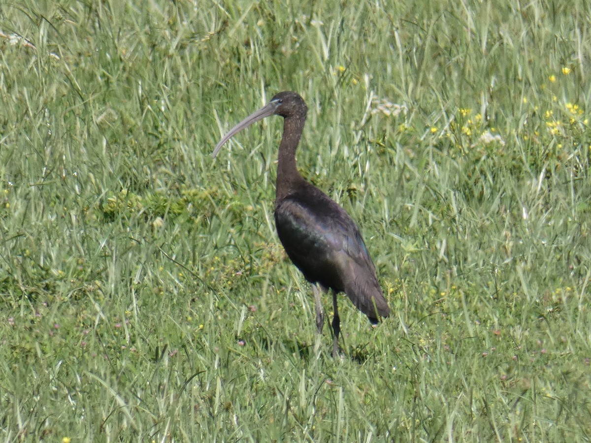 ibis hnědý - ML154416231