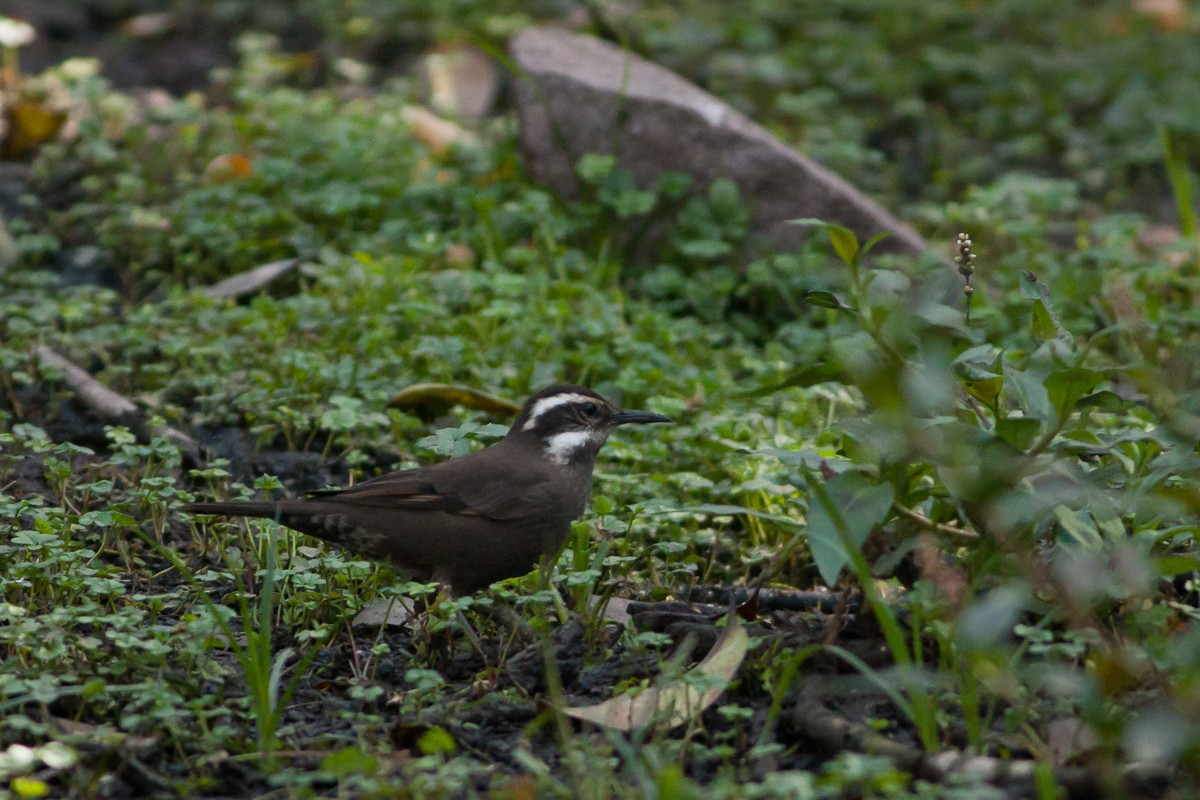 Dark-bellied Cinclodes - Ariel Cabrera Foix