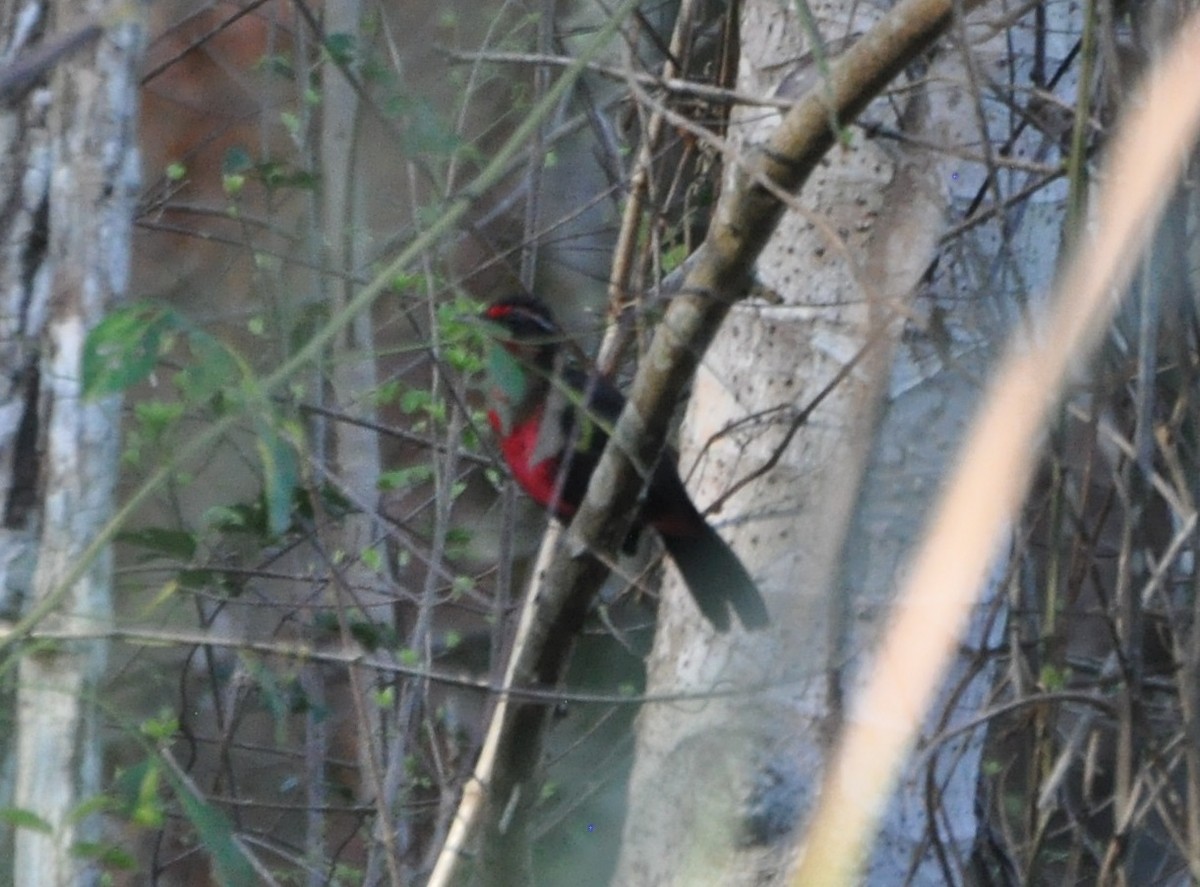 Rosy Thrush-Tanager - Tim Healy