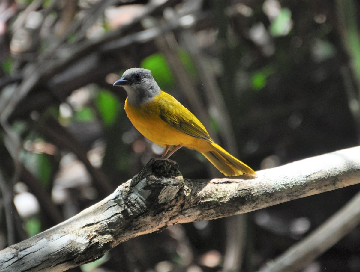 Gray-headed Tanager (Gray-crested) - ML154418931