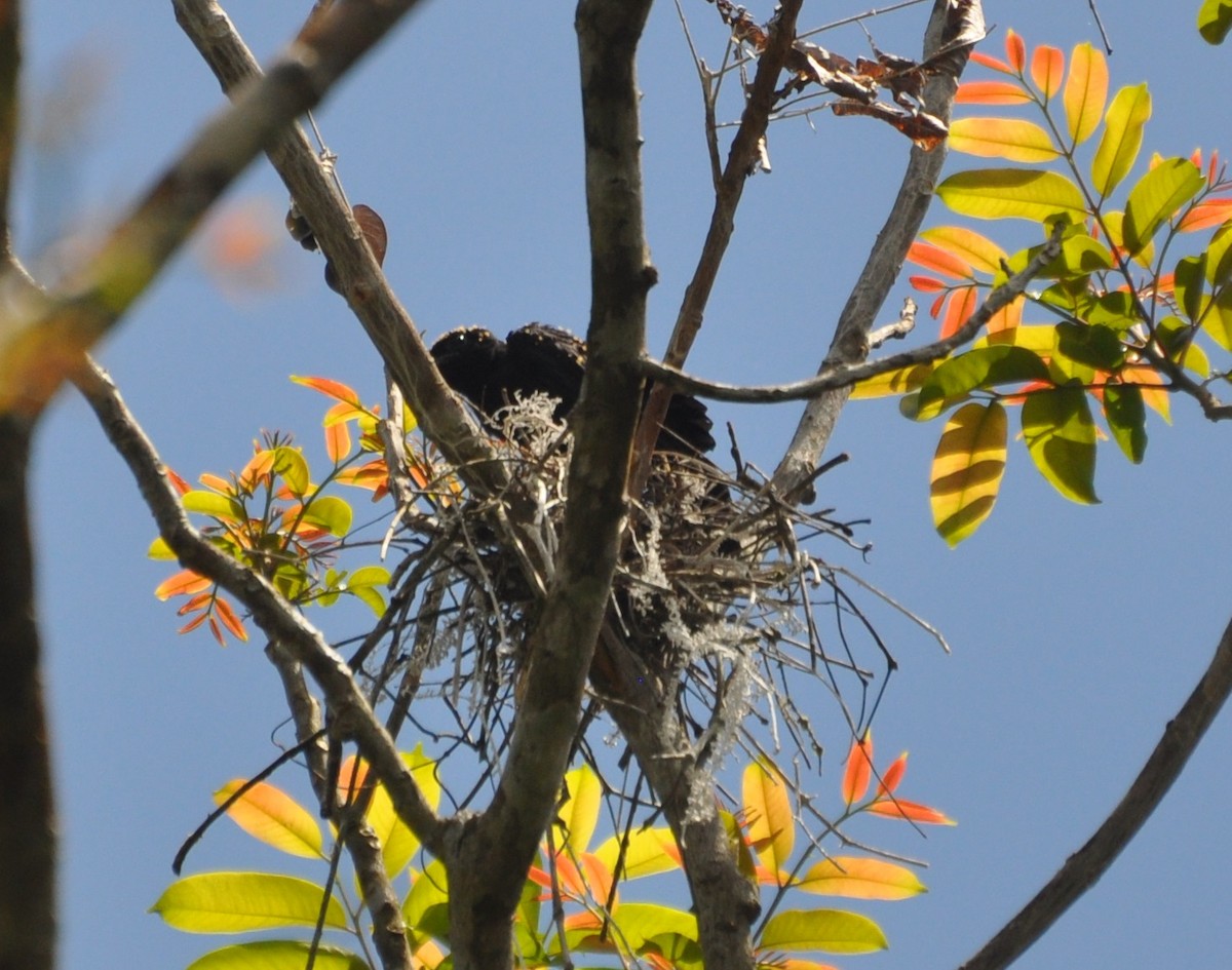 Purple-throated Fruitcrow - ML154418961