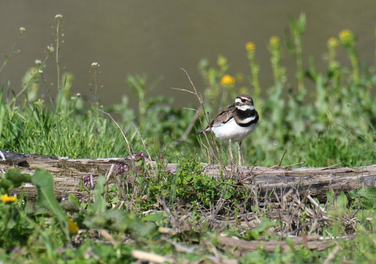 Killdeer - ML154418981