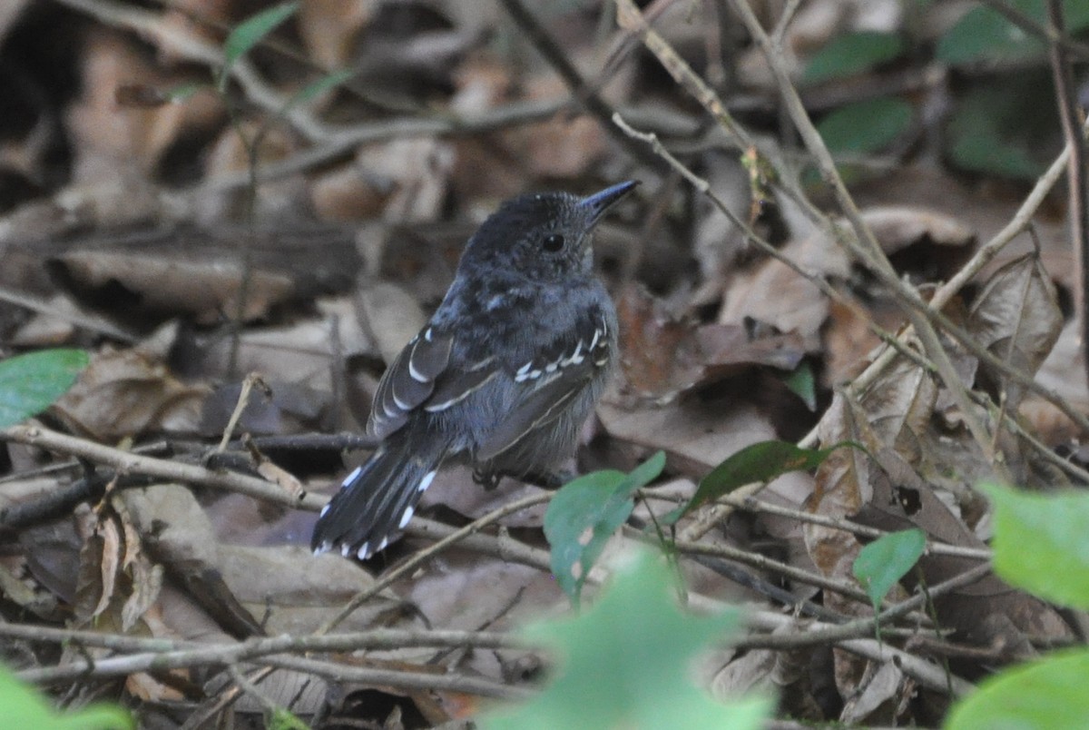 Black-crowned Antshrike - ML154419101