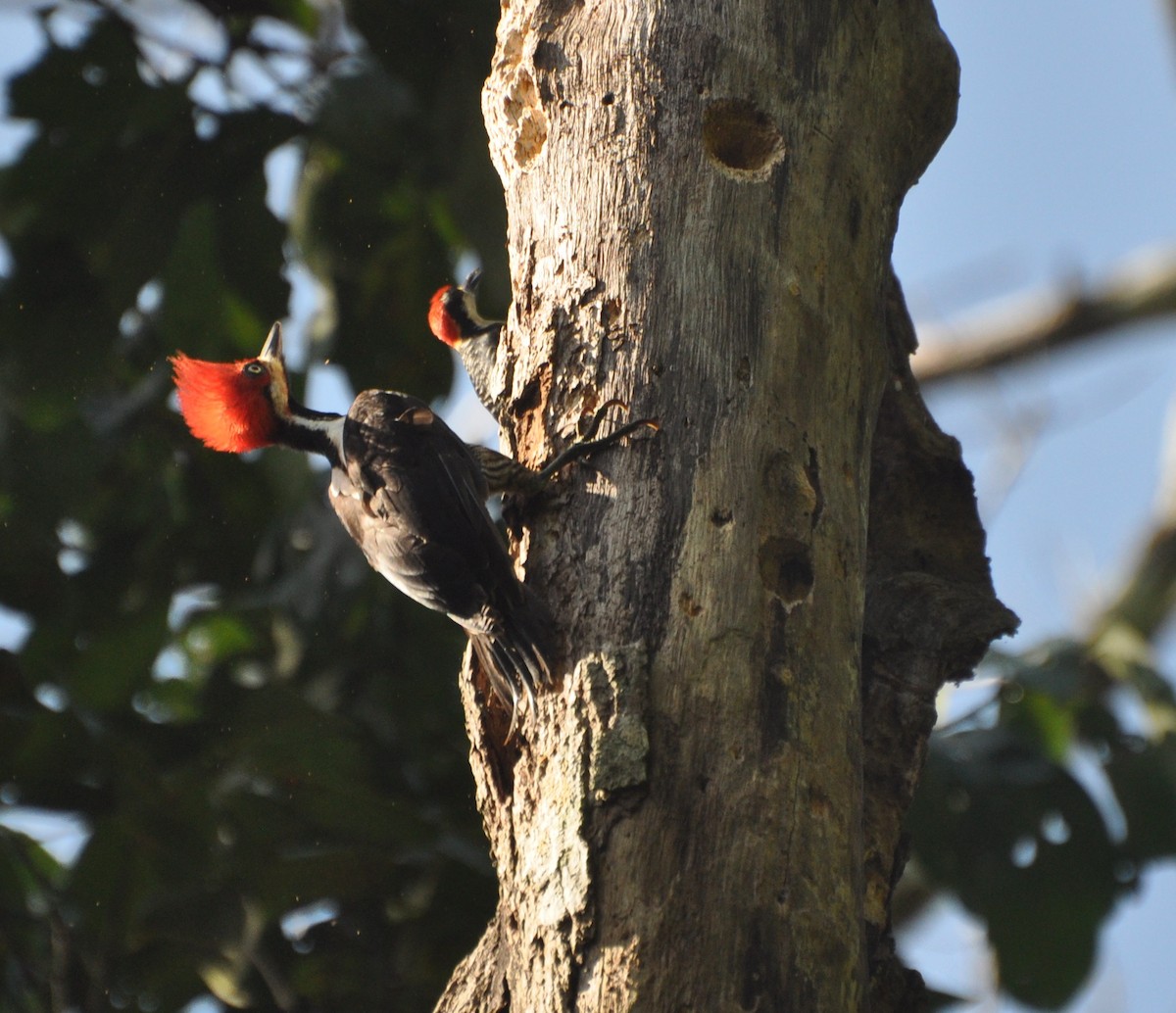 Black-cheeked Woodpecker - ML154419141