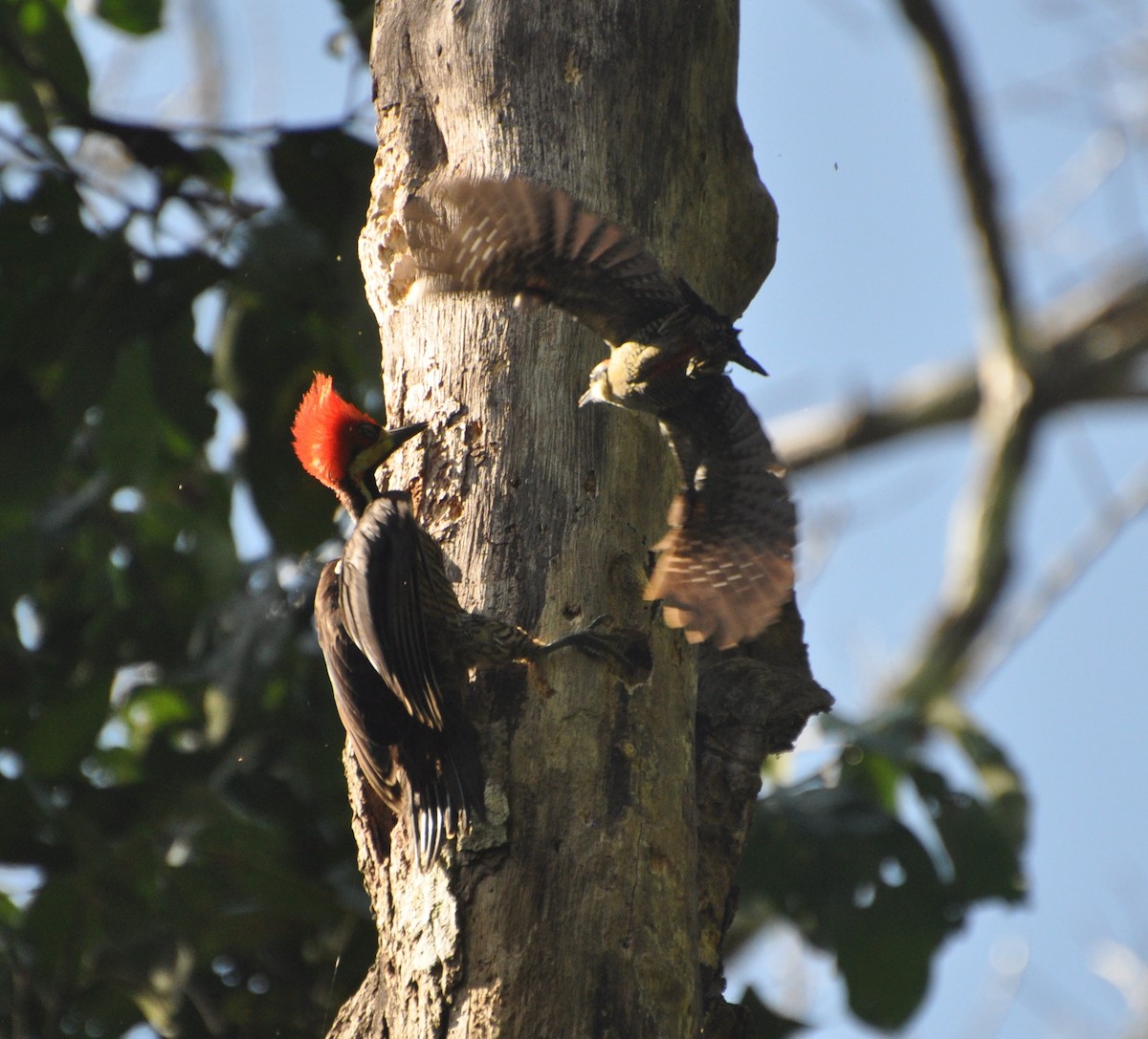 Black-cheeked Woodpecker - ML154419151