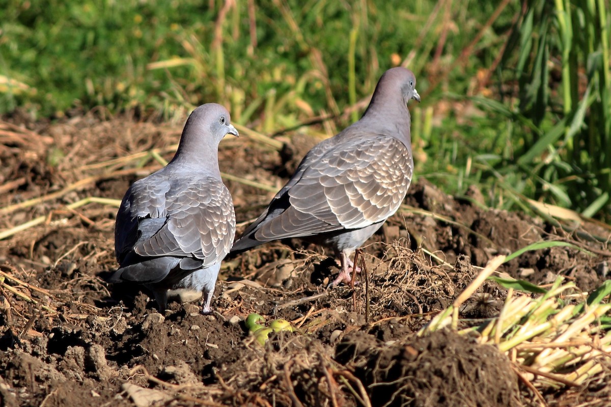 Spot-winged Pigeon - Manfred Bienert