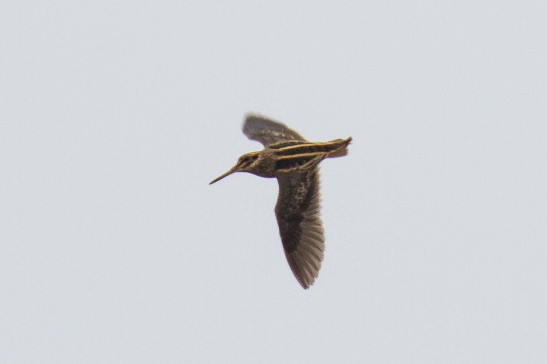 Jack Snipe - ML154419411