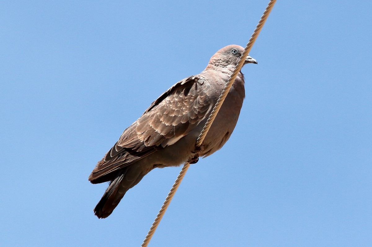 Spot-winged Pigeon - ML154419551