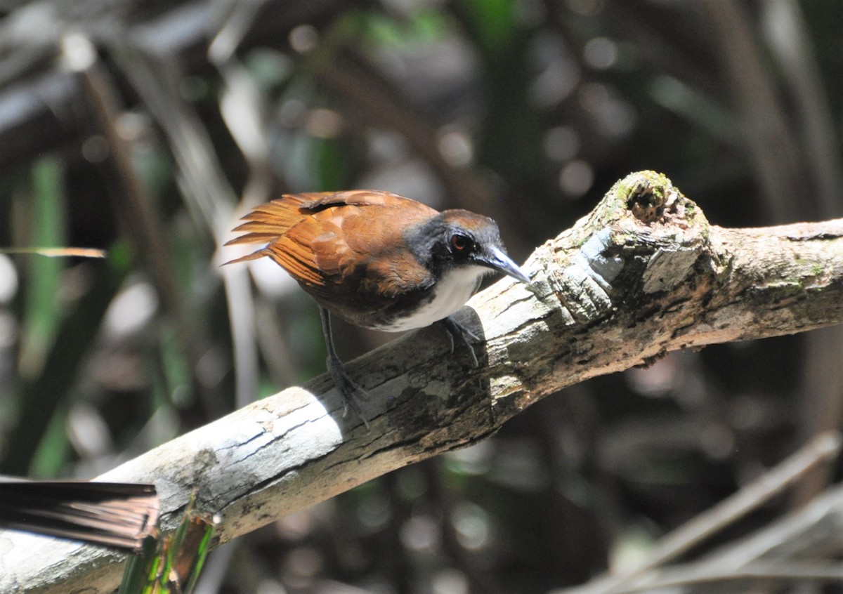 Bicolored Antbird - ML154420381