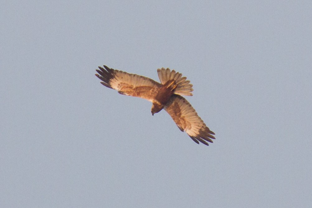 Western Marsh Harrier - ML154420501