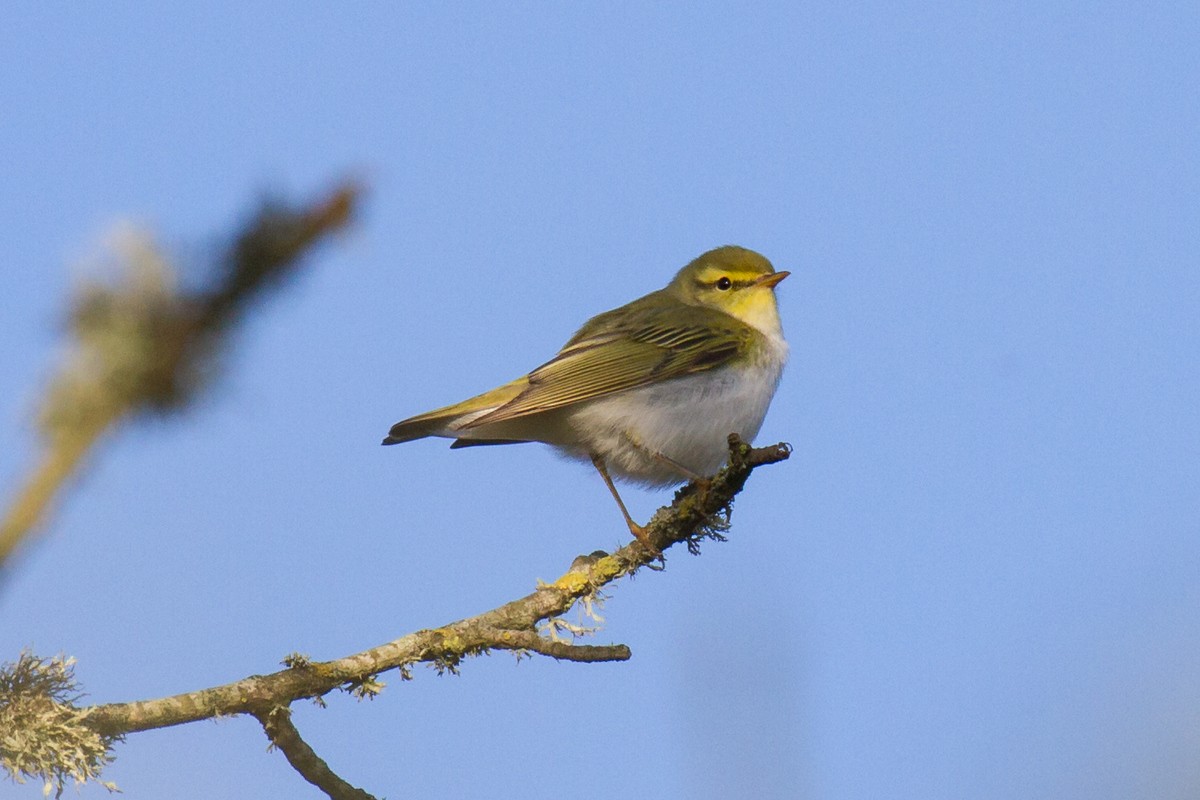 Wood Warbler - Ric Else