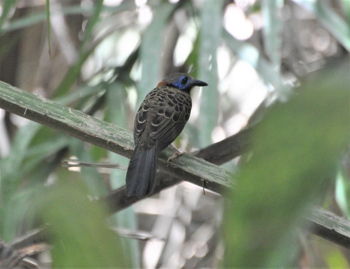 Ocellated Antbird - ML154421091