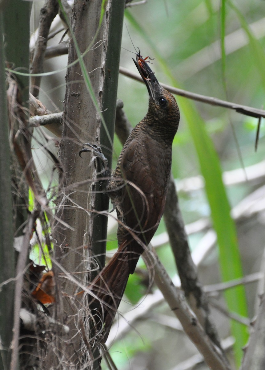 Northern Barred-Woodcreeper - ML154421251