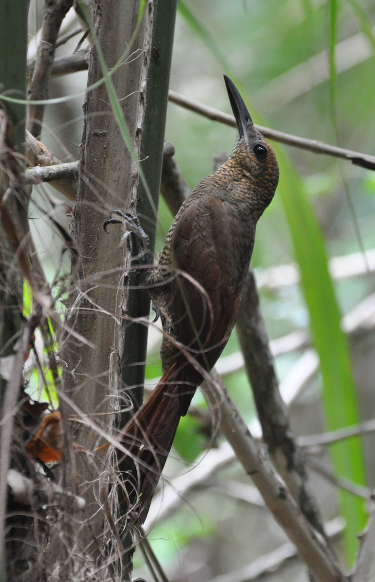 Northern Barred-Woodcreeper - ML154421271